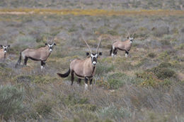 Image of Gemsbok