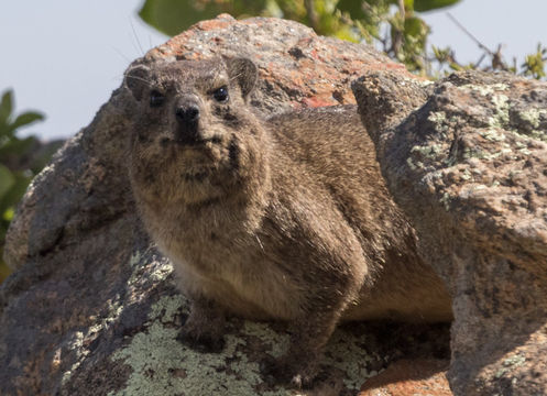 Image of Rock Hyrax