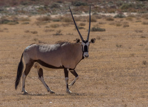 Image of Gemsbok