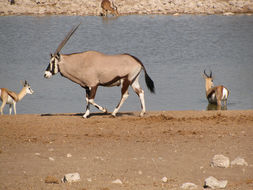 Image of Gemsbok