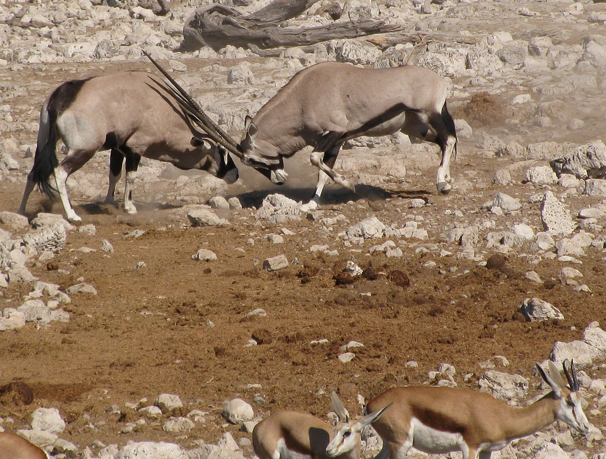 Image of Gemsbok