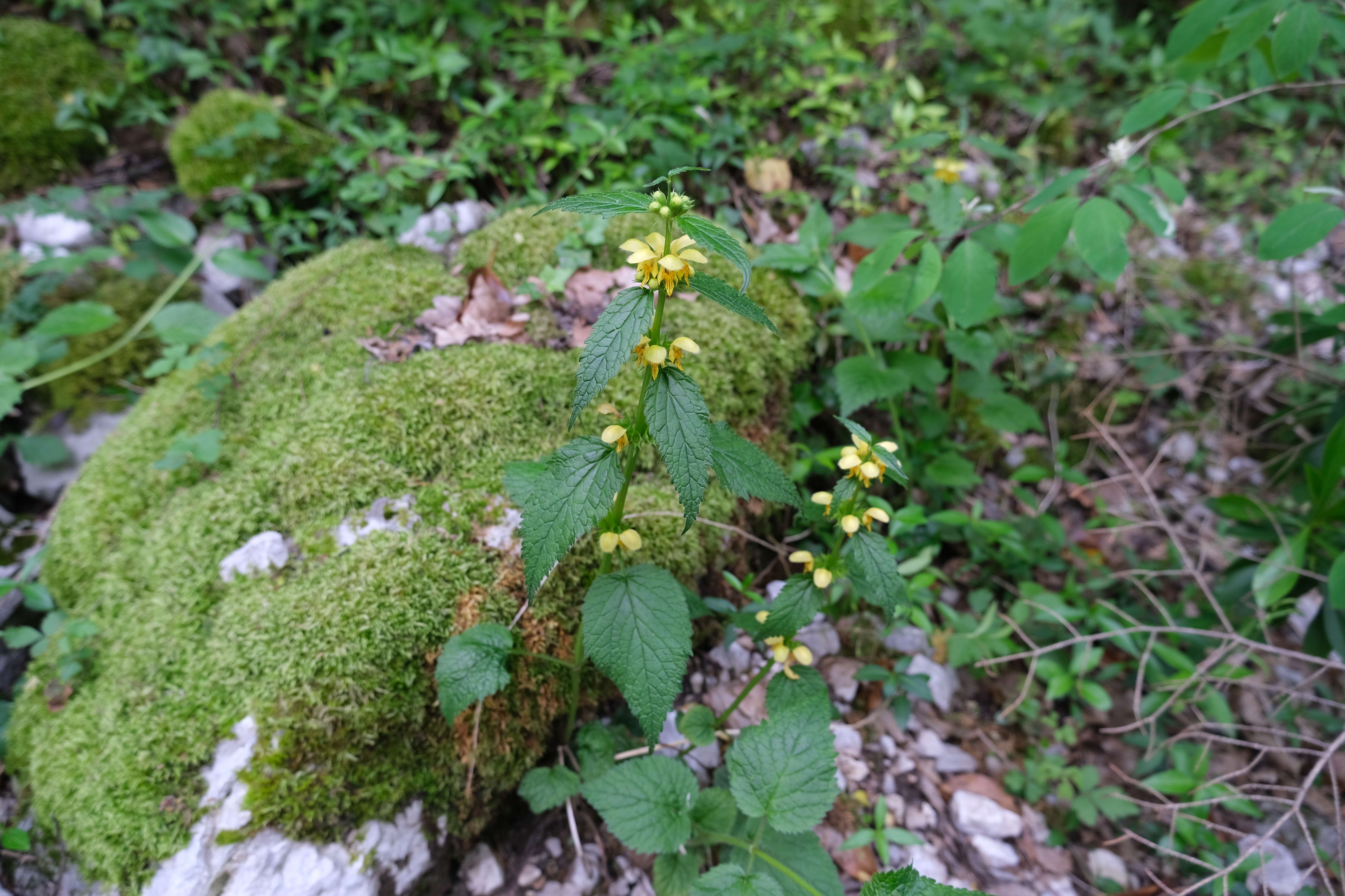 小野芝麻属的圖片