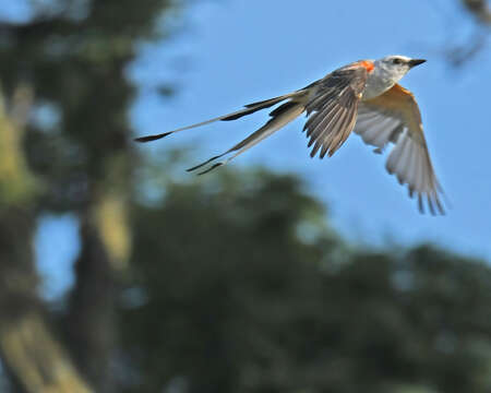 Image of Scissor-tailed Flycatcher