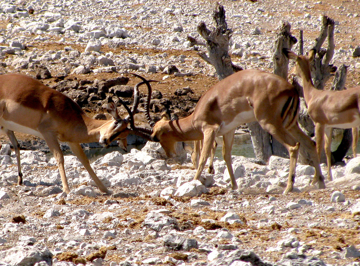 Image of Black-faced Impala