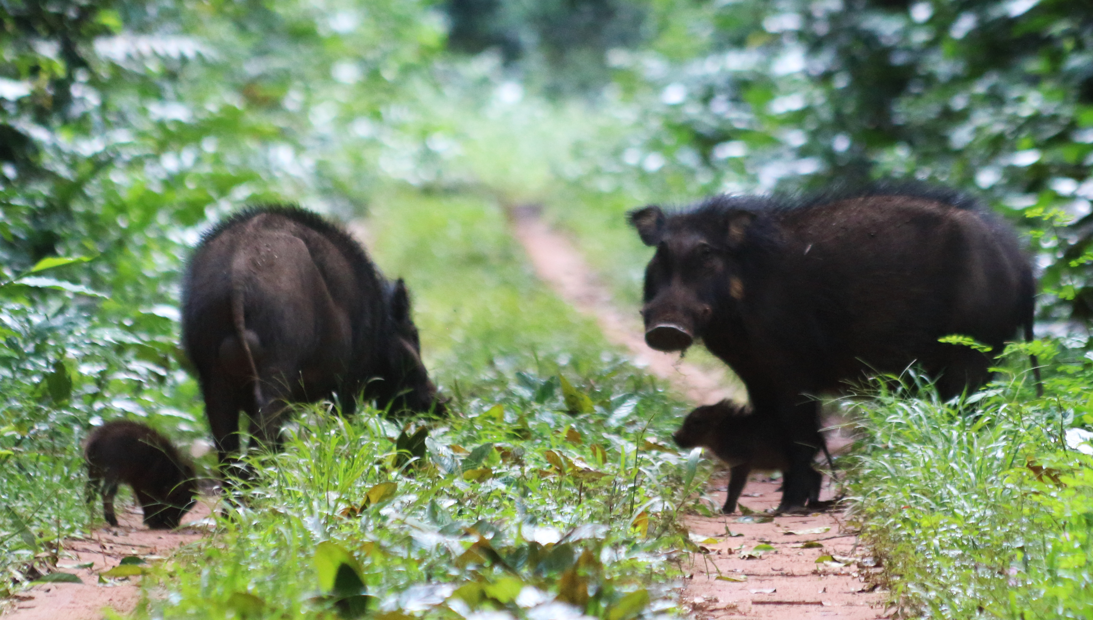 Image of Giant Forest Hogs