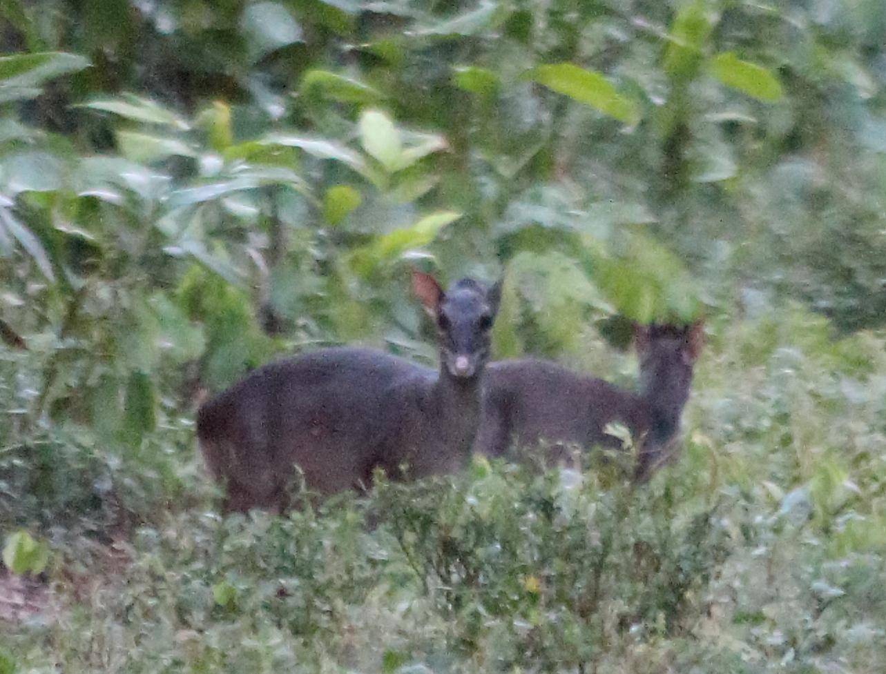 Image of Blue Duikers