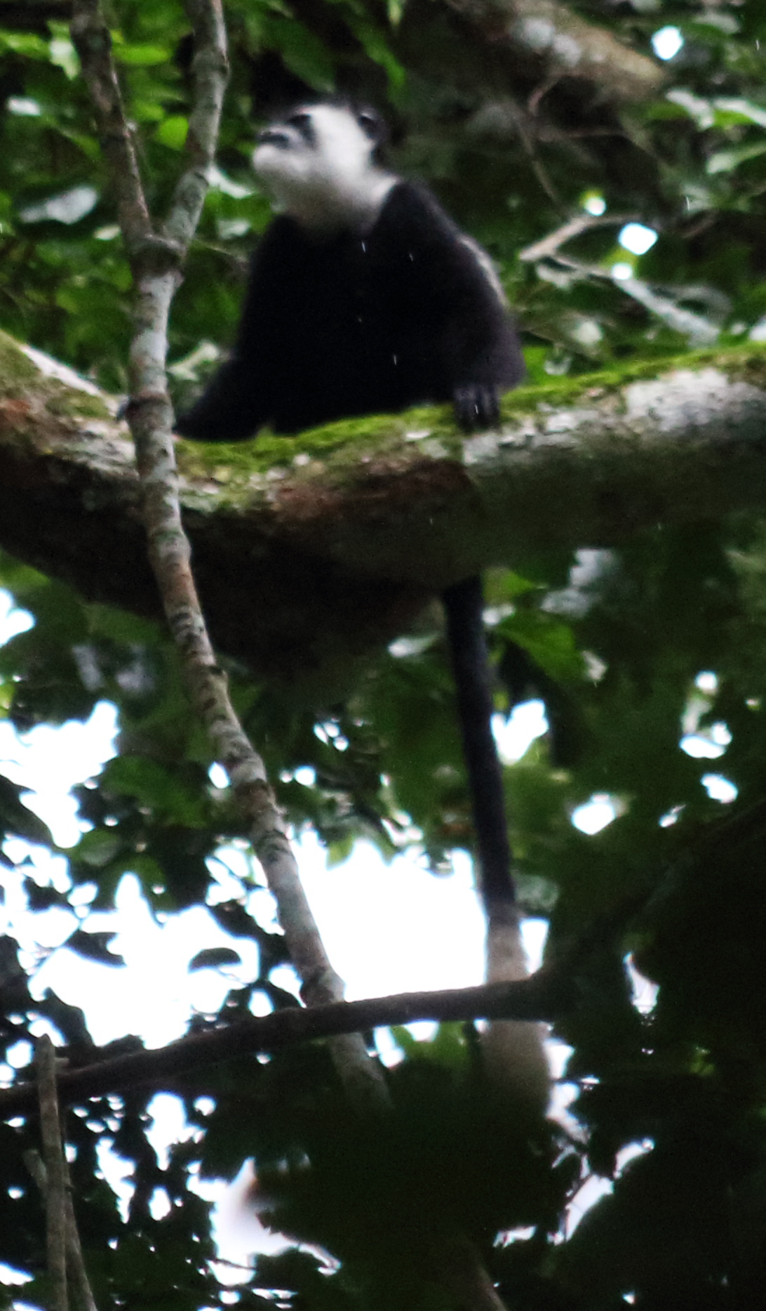 Colobus guereza Rüppell 1835 resmi