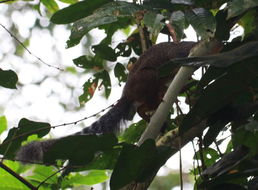 Image of Red-legged Sun Squirrel