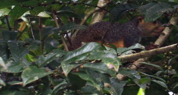 Heliosciurus rufobrachium (Waterhouse 1842) resmi