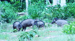 Image of Giant Forest Hogs