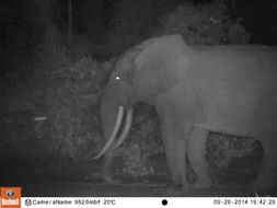 Image of African forest elephant