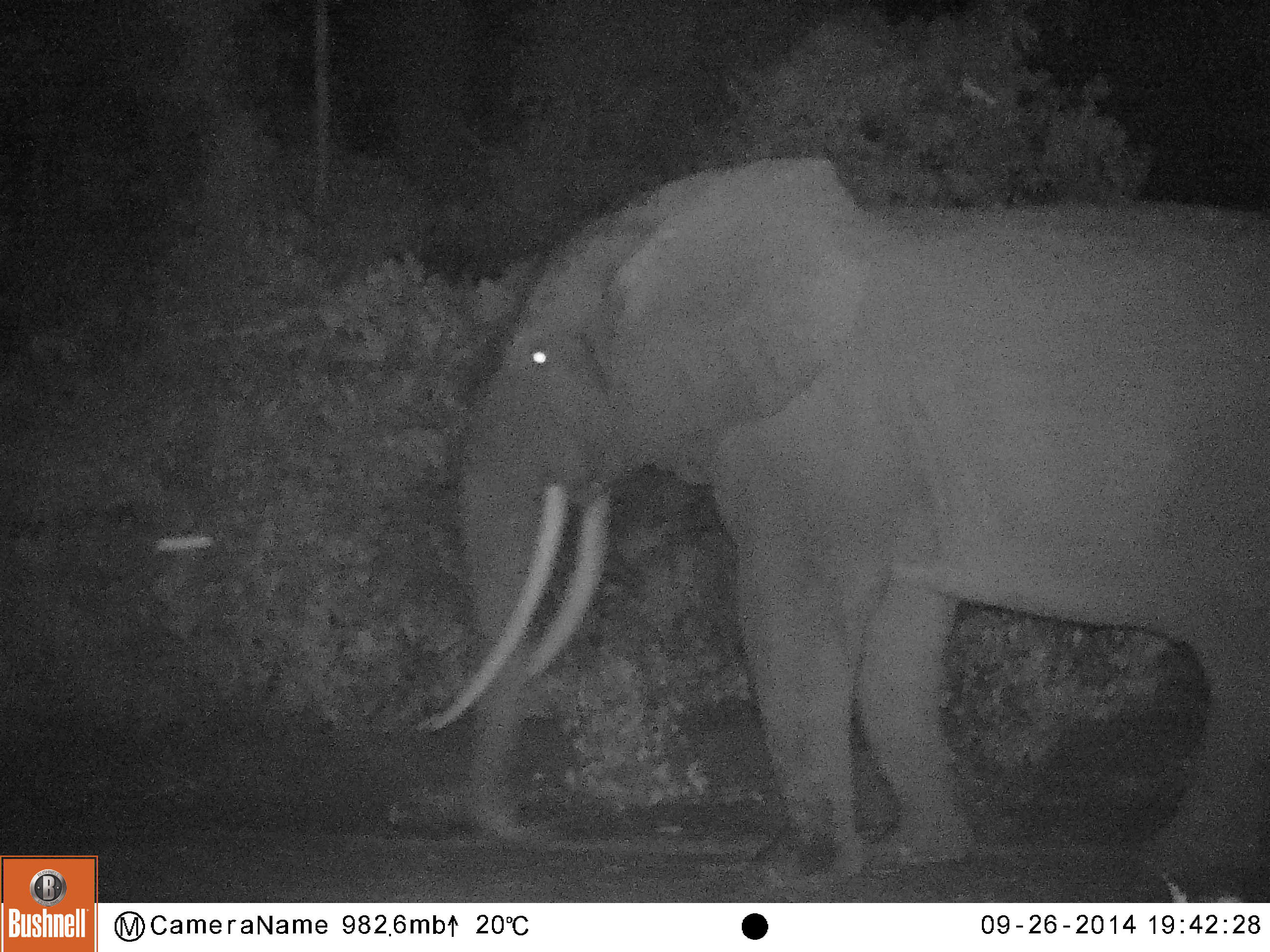 Image of African forest elephant