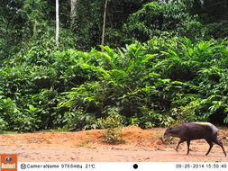 Image of yellow-backed duiker