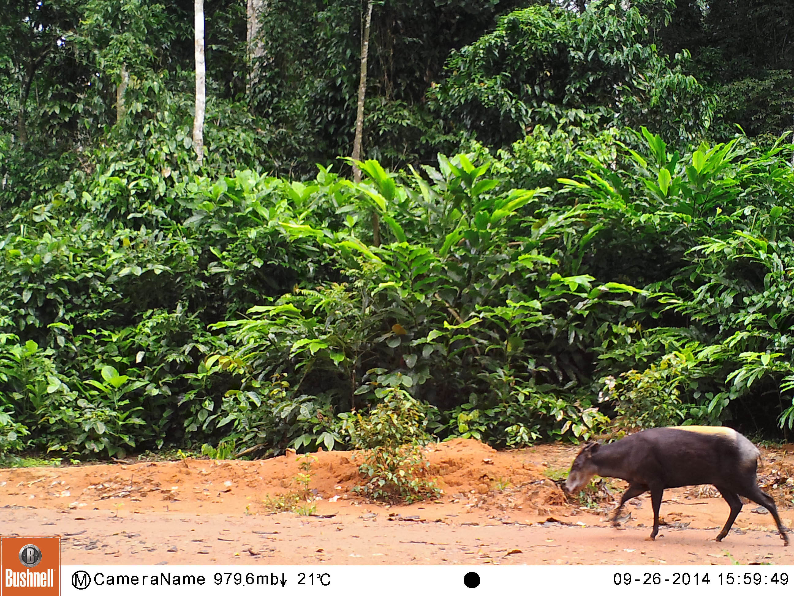 Image of yellow-backed duiker