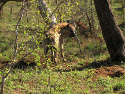 Image of Spotted Hyaenas