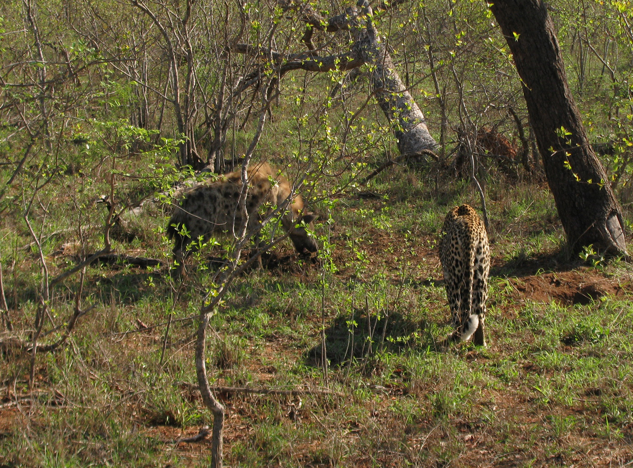 Image of Spotted Hyaenas