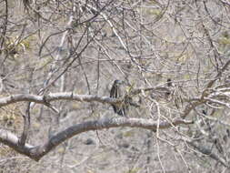 Image of Fasciated Tiger Heron