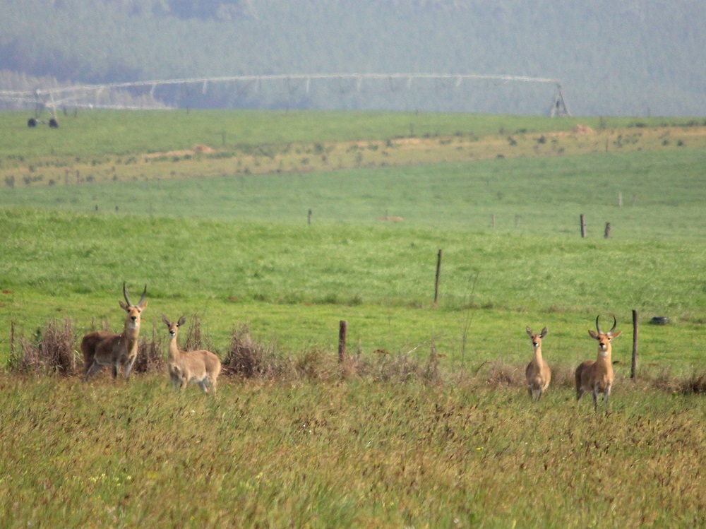 Image of Reedbuck