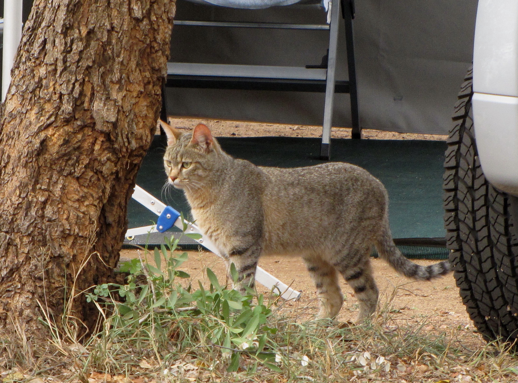 Image of wild cat