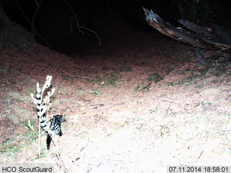 Image of Common Genet