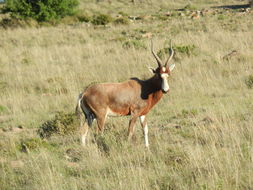 Image of Blesbok