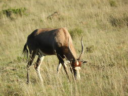 Image of Blesbok