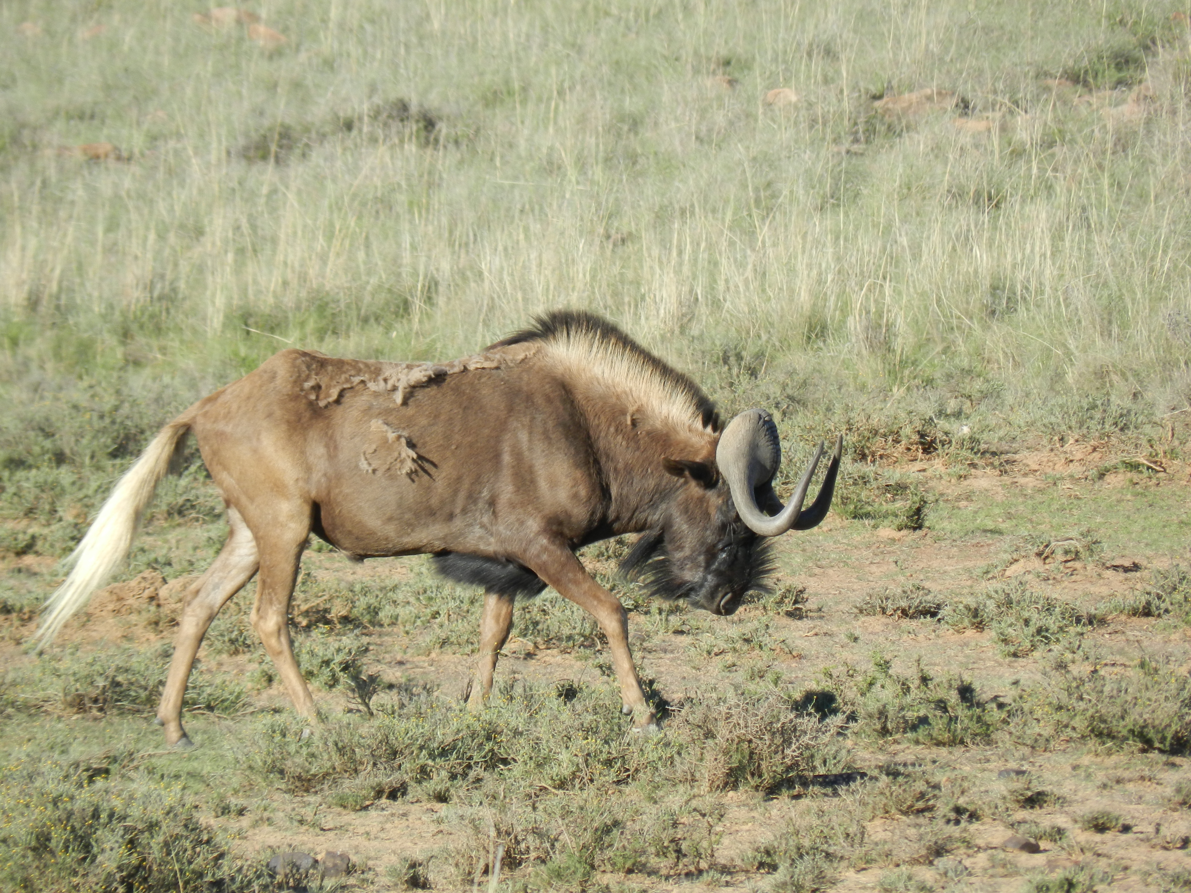 Image of Black Wildebeest