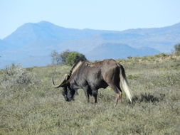 Image of Black Wildebeest