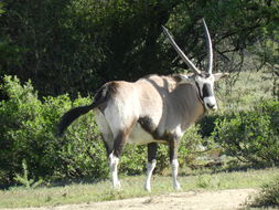 Image of Gemsbok