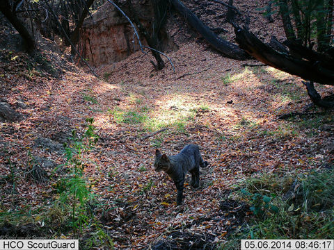 Image of wild cat