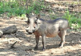 Image of Common Warthog