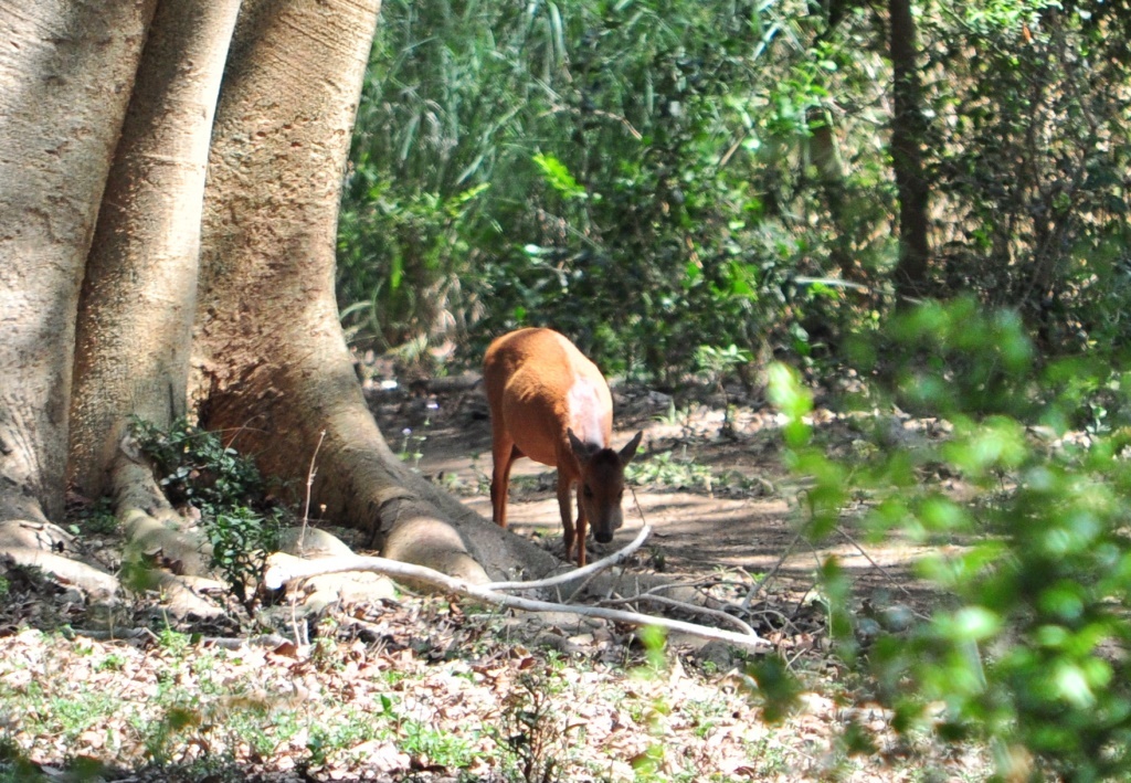 Image of Natal Duiker