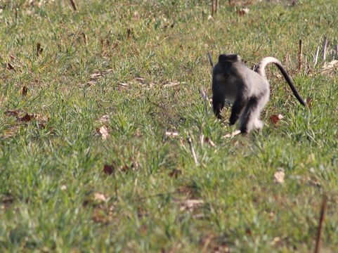 Image of Samango Monkey -- Sykes' Monkey