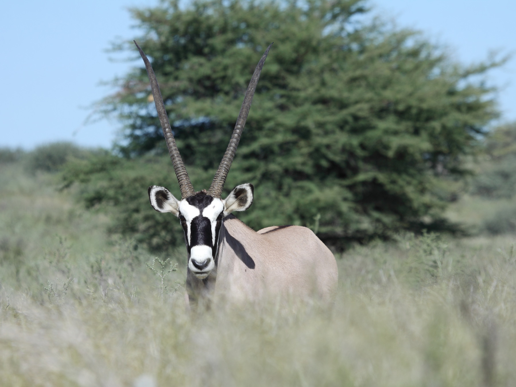 Image of Gemsbok