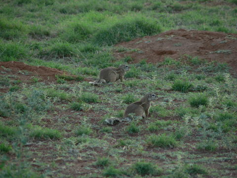 Image of Cape Ground Squirrel