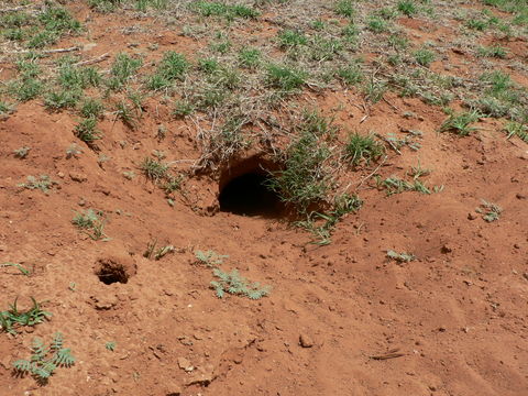 Image of Cape Ground Squirrel