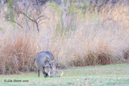 Image of Common Warthog