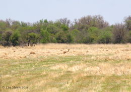 Image of Reedbuck