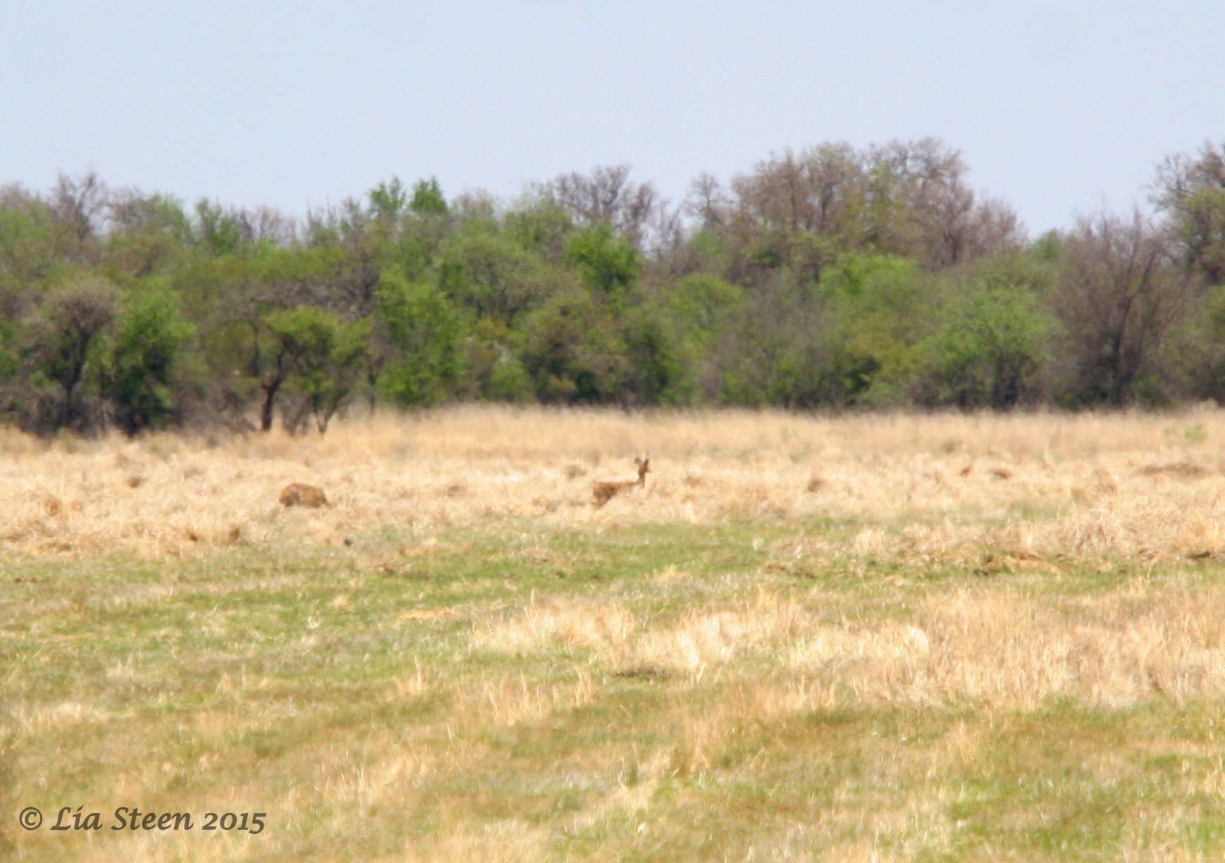 Image of Reedbuck