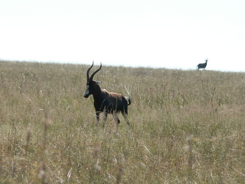 Image of Blesbok