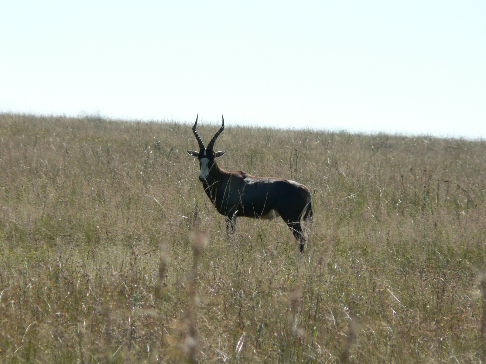 Image of Blesbok