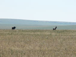 Image of Black Wildebeest