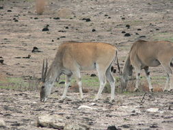 Image of Eland