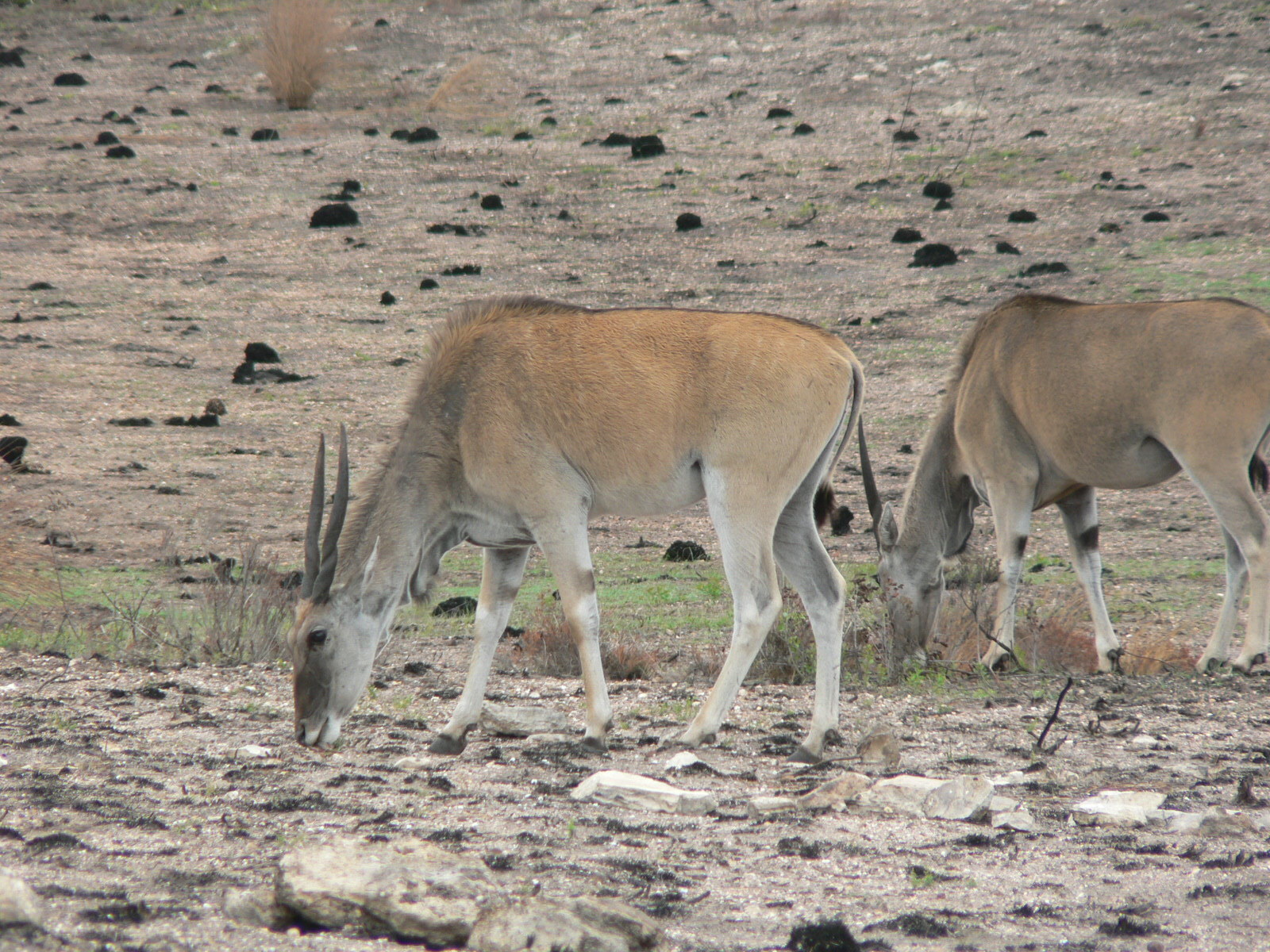 Image of Eland