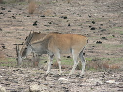 Image of Eland