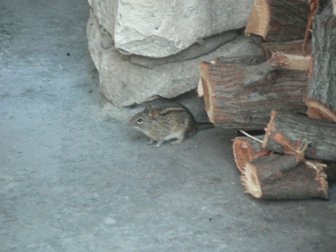 Image of Four-striped Grass Mouse