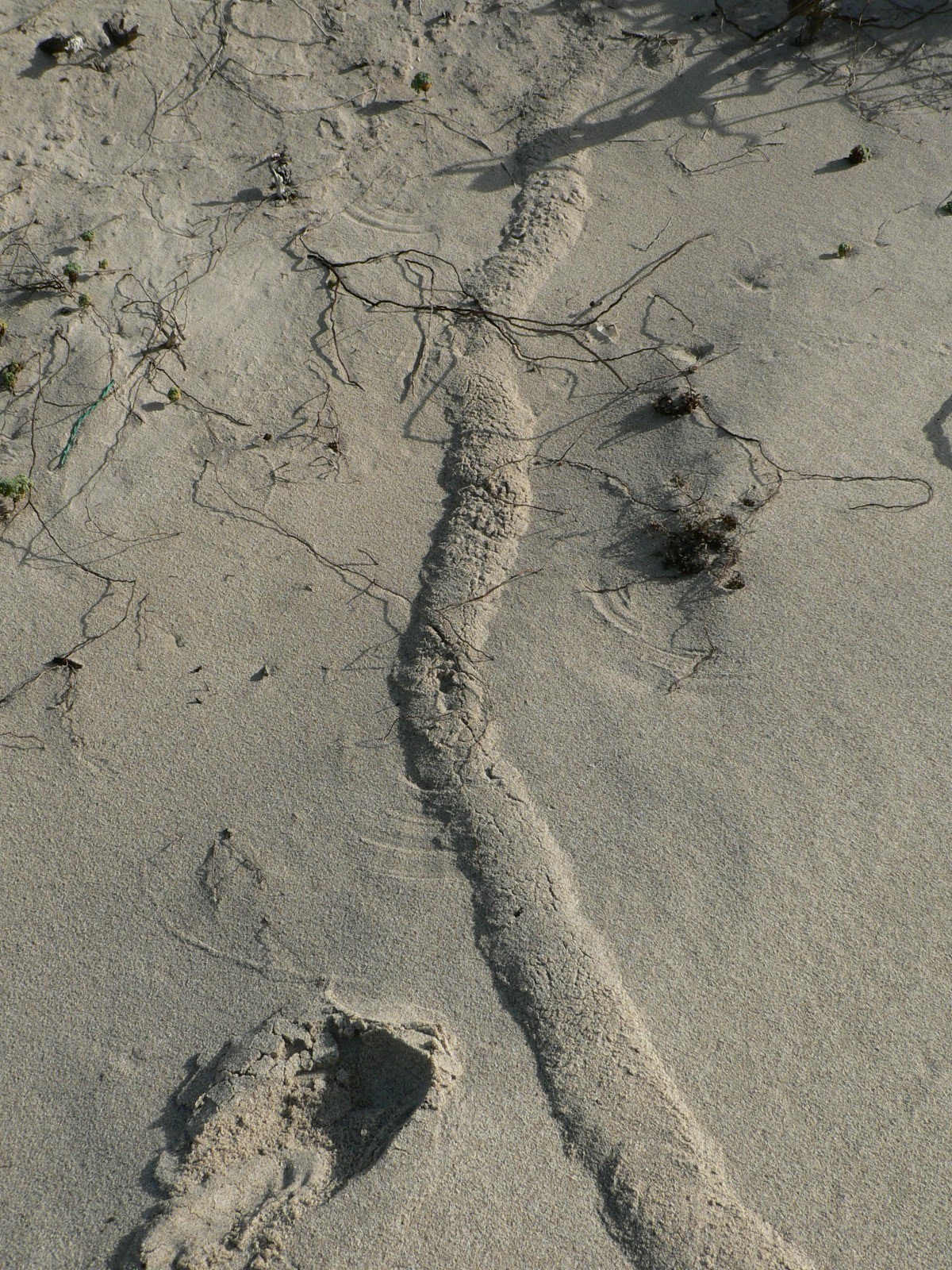 Image of Cape Golden Mole