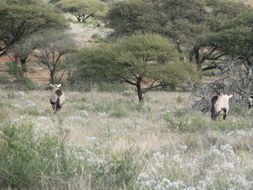 Image of Gemsbok