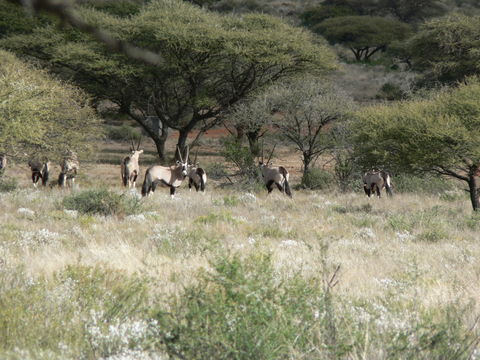 Image of Gemsbok