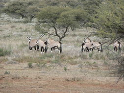 Image of Gemsbok